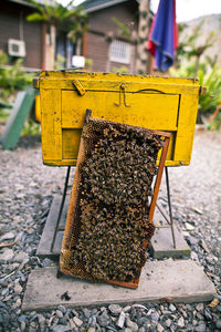 Colony of bees on honeycomb