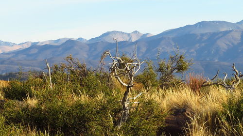 Plants and mountains against sky