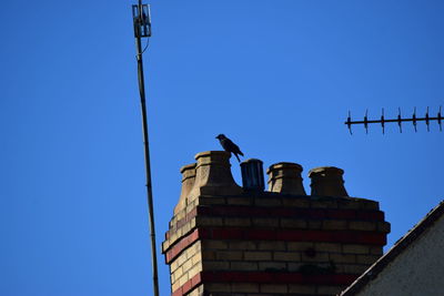 Low angle view of bird perching on building against blue sky