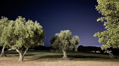 Trees on field against sky at night