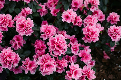 Close-up of pink flowering plants
