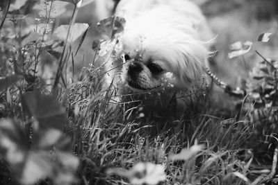 Portrait of dog on field