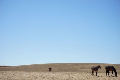 Horses grazing on field against clear sky