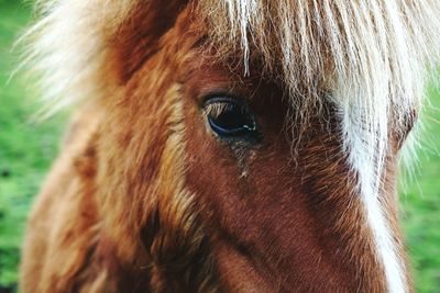 Close-up of a horse, shetland pony eye