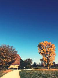 Trees on field against clear blue sky during autumn