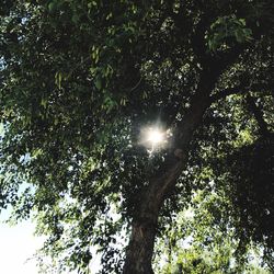 Low angle view of tree