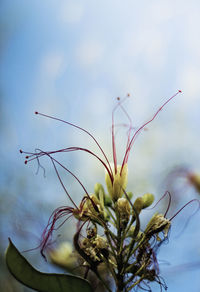 Low angle view of flowers against clear sky