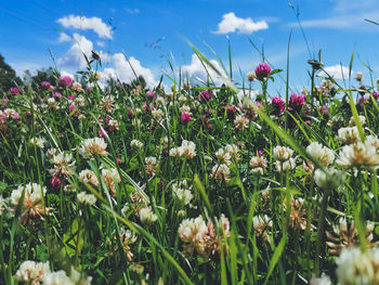 Close-up of flowering plants on field