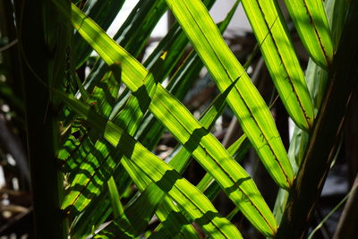 Close-up of green plant
