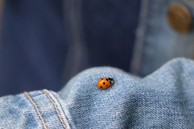 Close-up of ladybug on leaf