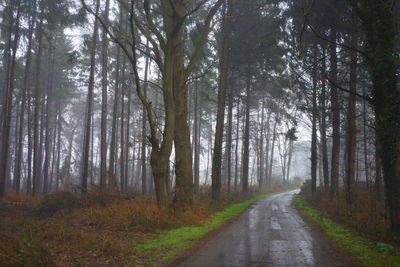 Road amidst trees in forest