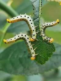 Close-up of insect on leaf