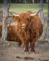 Close-up of cow standing on field