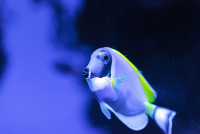 Close-up of fish swimming in aquarium