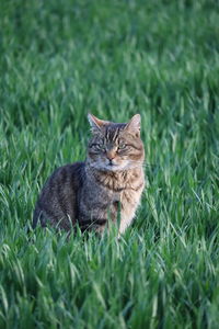 Portrait of tabby cat lying on grass