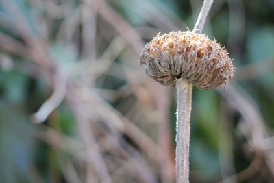 Close-up of wilted flower