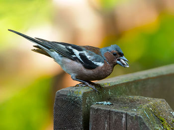 Close-up of bird perching on wood