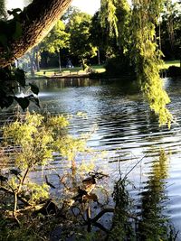 View of birds in lake