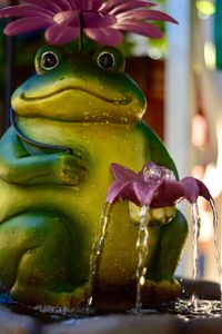 Close-up of turtle in water