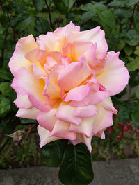 Close-up of pink flowers blooming outdoors