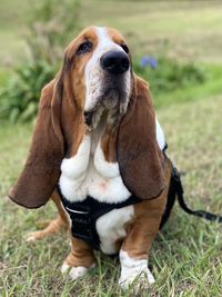 Close-up of dog looking away on field