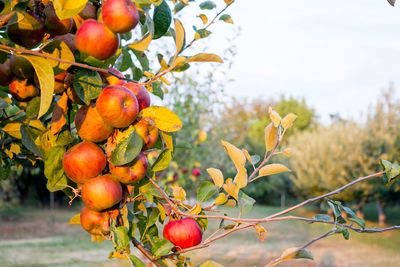 Close-up of cherries on tree