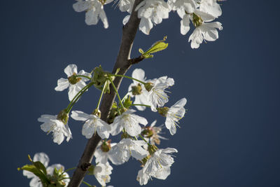 Close-up of cherry blossoms against sky