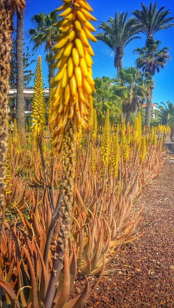 Maspalomas