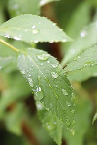 Close-up of wet plant leaves