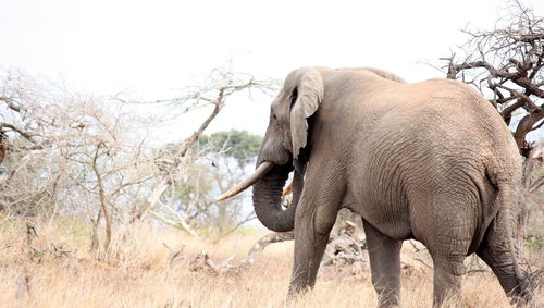 Close-up of elephant on field