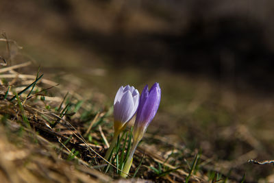 Close-up of purple crocus flower on field