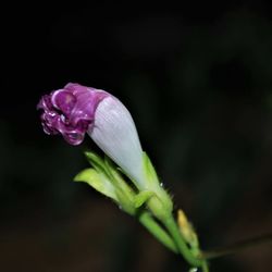 Close-up of fresh pink flower buds in black background