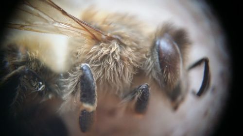 Close-up of horse