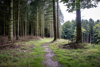 Trees growing in forest