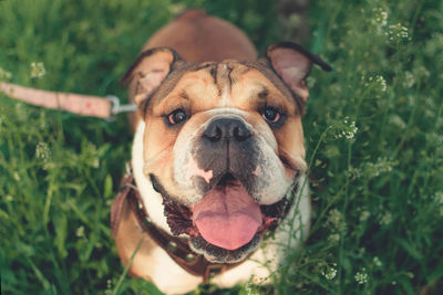 Happy bulldog runs in the meadow. funny smiling english bulldog. cute young english bulldog