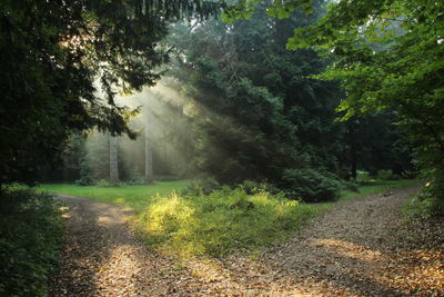 Dirt road amidst trees in forest