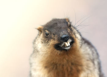 The portrait of alpine small marmot, isolated.