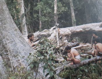 View of trees growing in forest