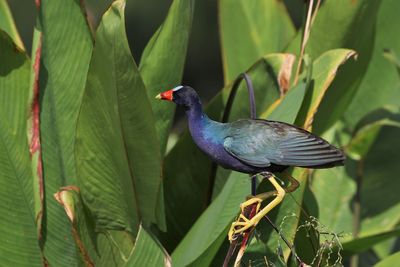 Close-up of bird perching on plant