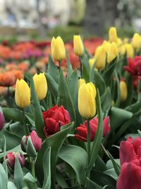 Close-up of yellow tulips