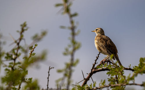 Low angle view of bird perching on tree