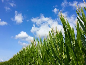 Crops growing on field against sky