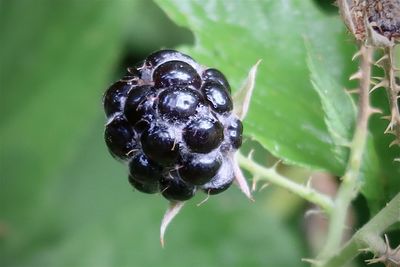 Blackberry fruit in summer 
