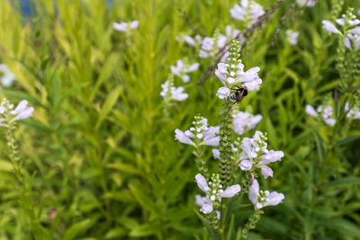 Close-up of purple flowers