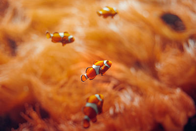 Close-up of ladybug