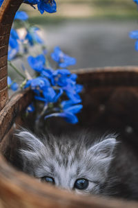 Close up of cat in basket