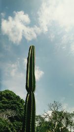 Low angle view of prickly pear cactus against sky