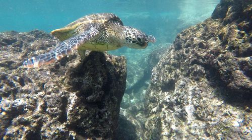 Panoramic view of turtle swimming in sea