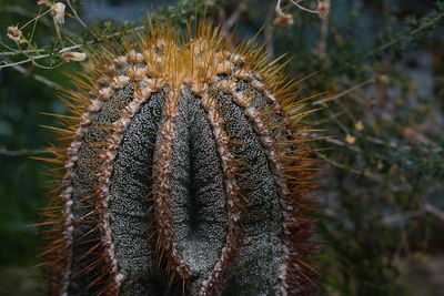 Close-up of cactus plant