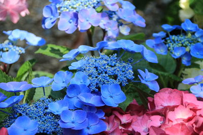 Close-up of blue hydrangea flowers in park